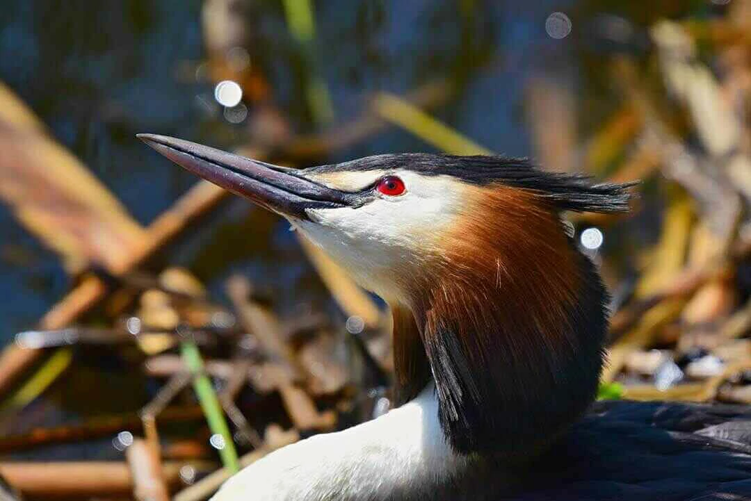 Great Crested Grebe Head